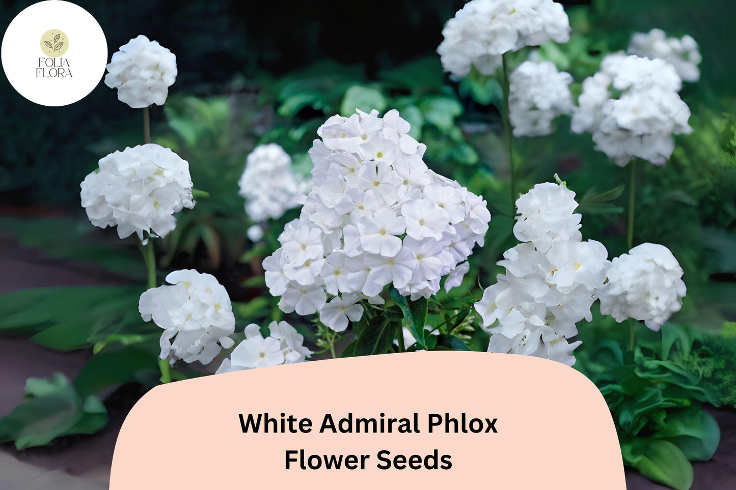 100+ White Admiral Phlox Seeds – Elegant White Flower Seeds for Planting, Phlox drummondii