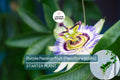 Purple Passion Fruit Plant (Passiflora edulis) Live 10-12" Starter Plant - Exotic Tropical Fruit for Garden & Culinary Use