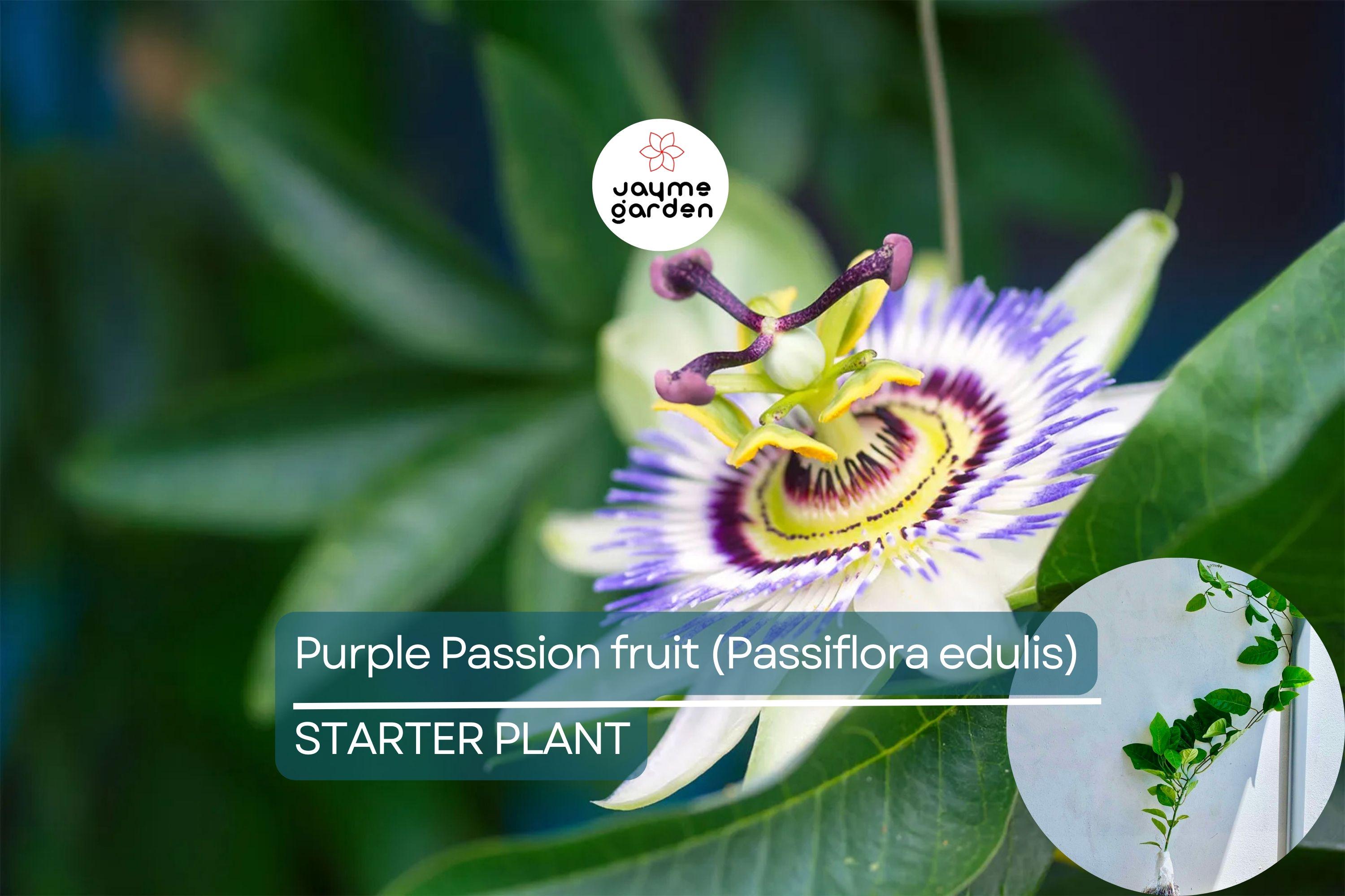 Purple Passion Fruit Plant (Passiflora edulis) Live 10-12" Starter Plant - Exotic Tropical Fruit for Garden & Culinary Use