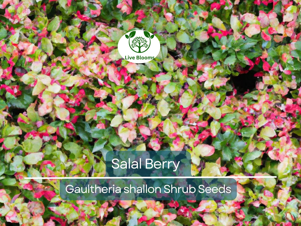 100 Salal Berry Seeds (Gaultheria shallon), Edible Fruits, Evergreen Shrub, Low Maintenance Bush, Wild Berries, Garden Starter, Wildlife