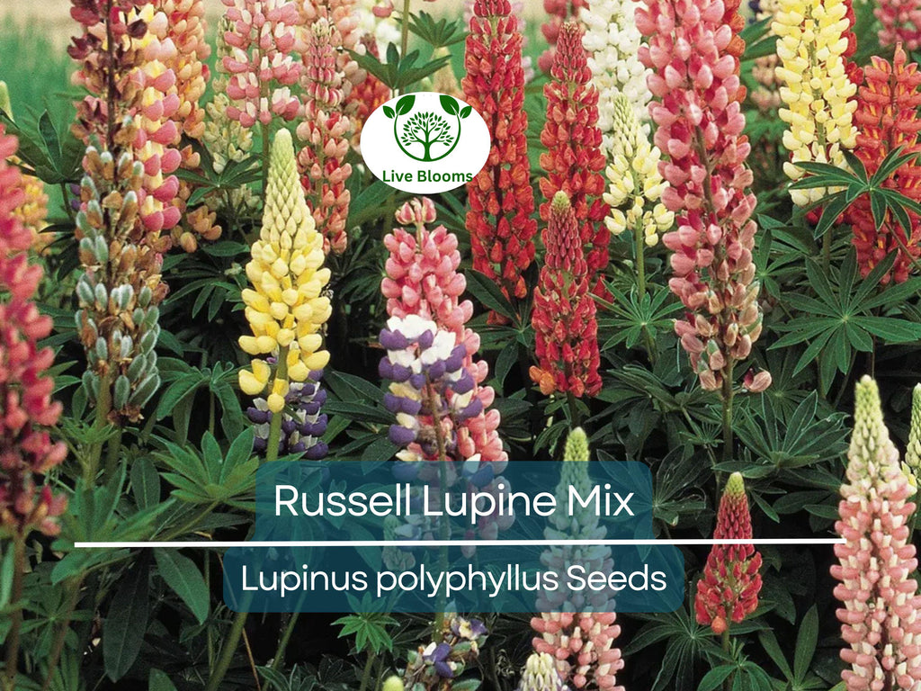 50 Seeds Russell Lupine Mixed Colors Perennial (Lupinus polyphyllus), Attracts Hummingbirds & Bees, Non-GMO, Beautiful Garden Flowers