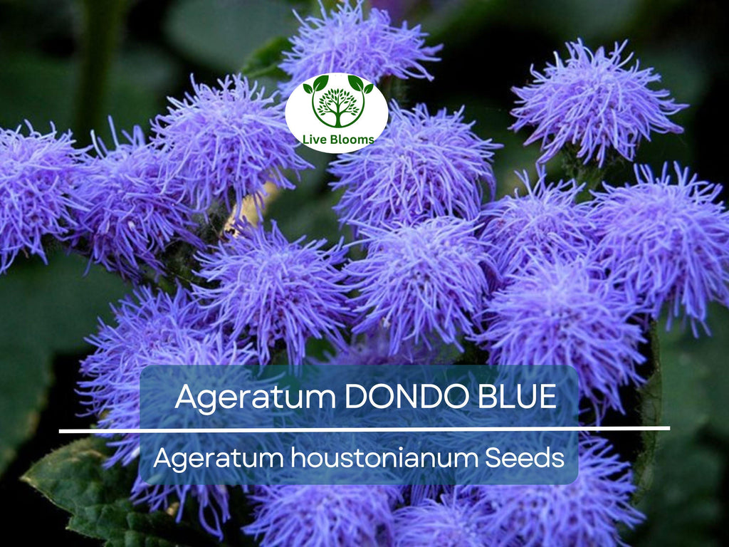 500 Seeds Ageratum DONDO BLUE, Floss Flower Monarch Butterfly Plant, Non-GMO, Vibrant Blue Blooms, Perfect for Gardens & Pollinator-friendly