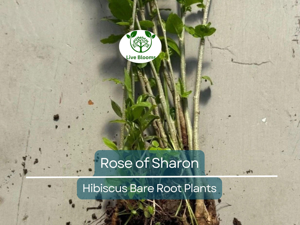 6 Rose of Sharon Plants – Bare Root Hibiscus Syriacus Seedlings – Hardy Flowering Shrubs – Summer Blooms, Pollinator Friendly