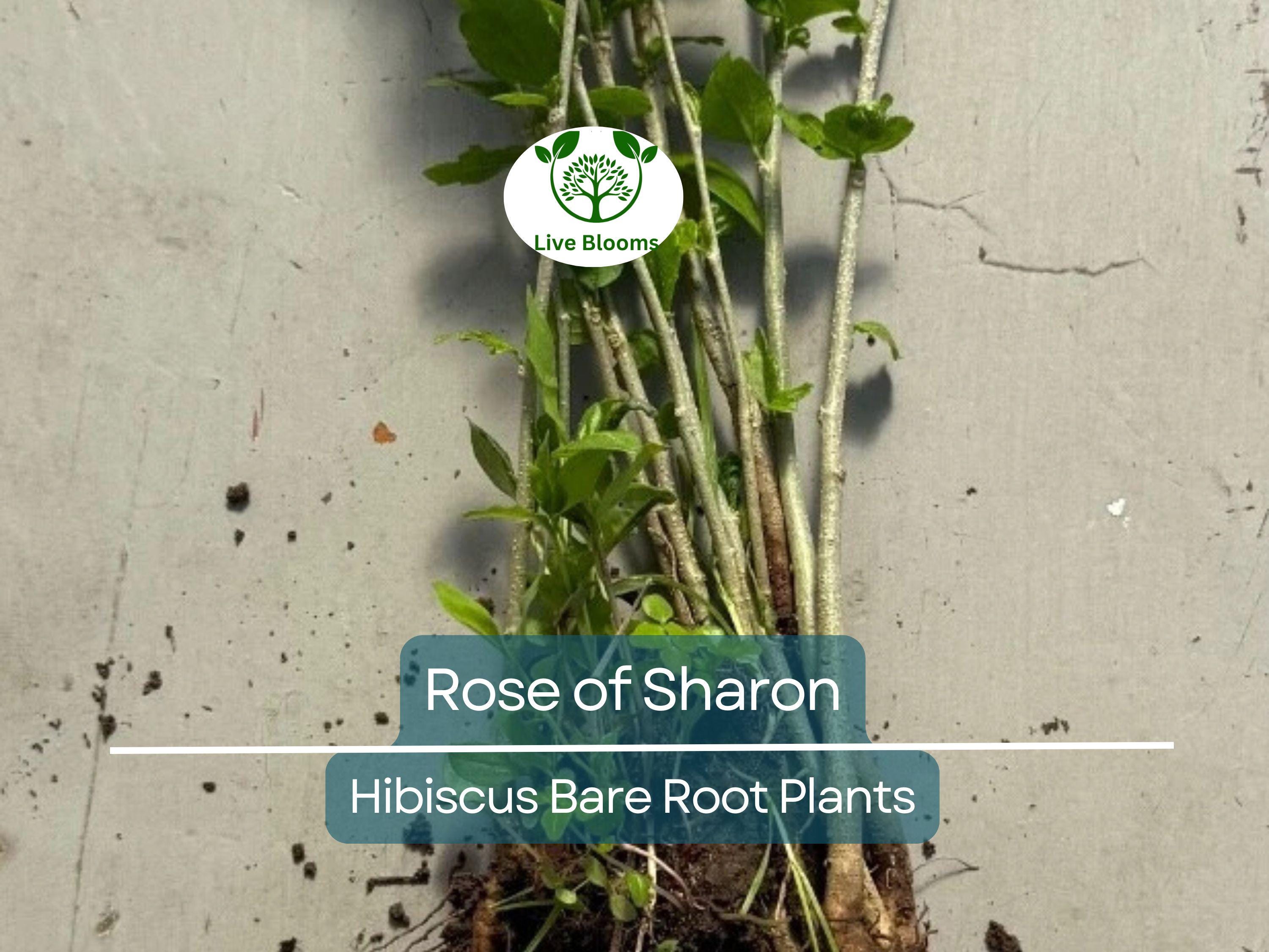 6 Rose of Sharon Plants – Bare Root Hibiscus Syriacus Seedlings – Hardy Flowering Shrubs – Summer Blooms, Pollinator Friendly