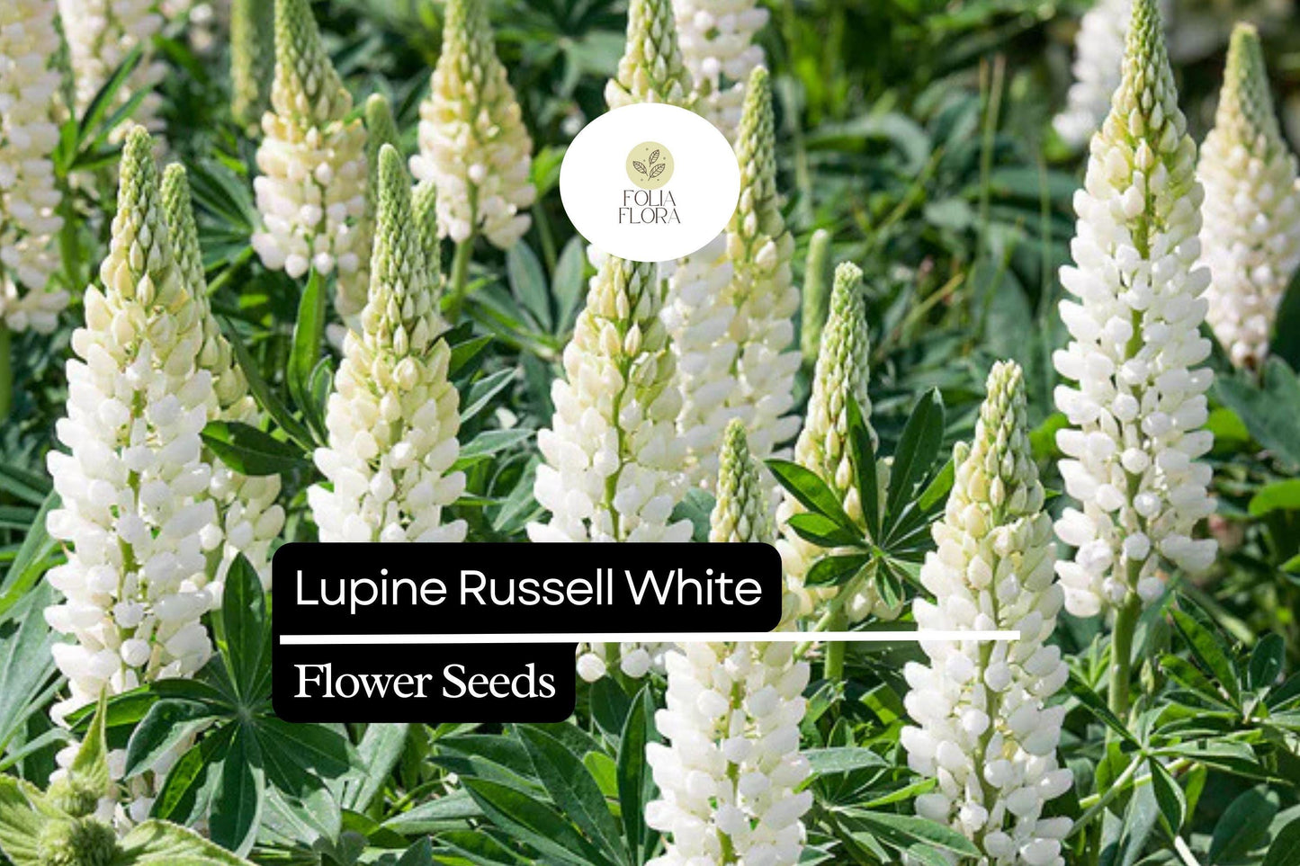 25+ Russell White Lupine Seeds | Lupinus polyphyllus | White Spiked Blooms for Garden Planting