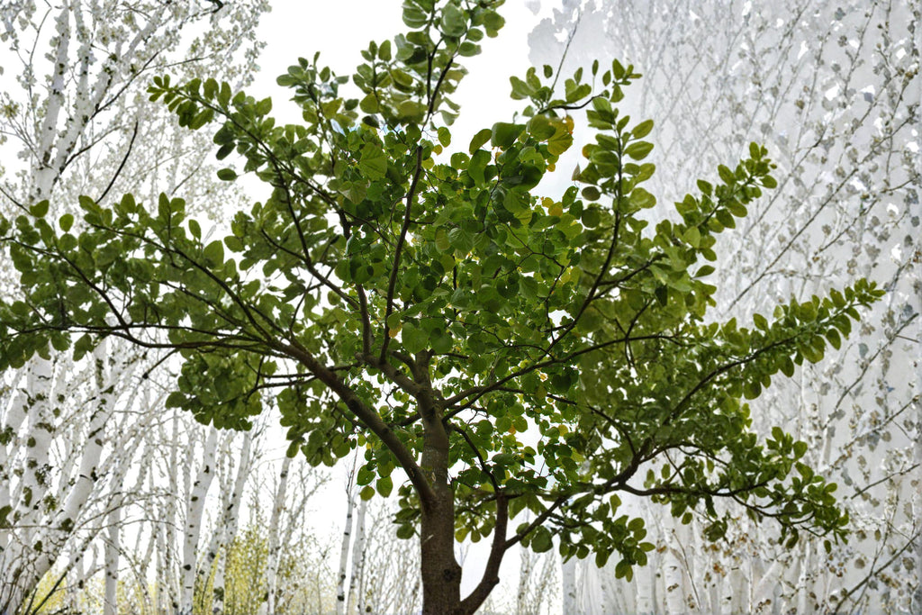 Giant Redbud – Cercis gigantea 10 Seeds | Rare Redbud Species | Large Heart-Shaped Leaves | Ornamental Flowering Tree