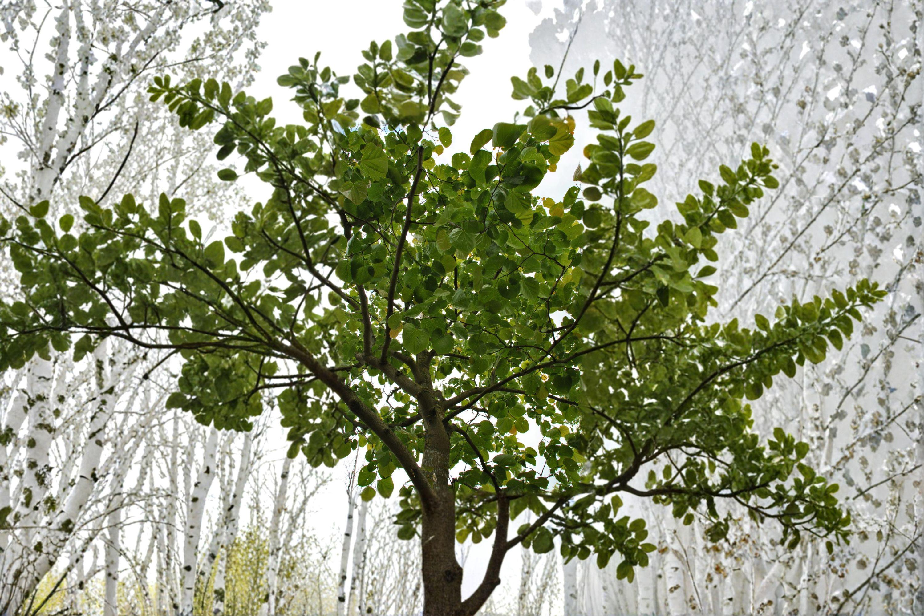 Giant Redbud – Cercis gigantea 10 Seeds | Rare Redbud Species | Large Heart-Shaped Leaves | Ornamental Flowering Tree