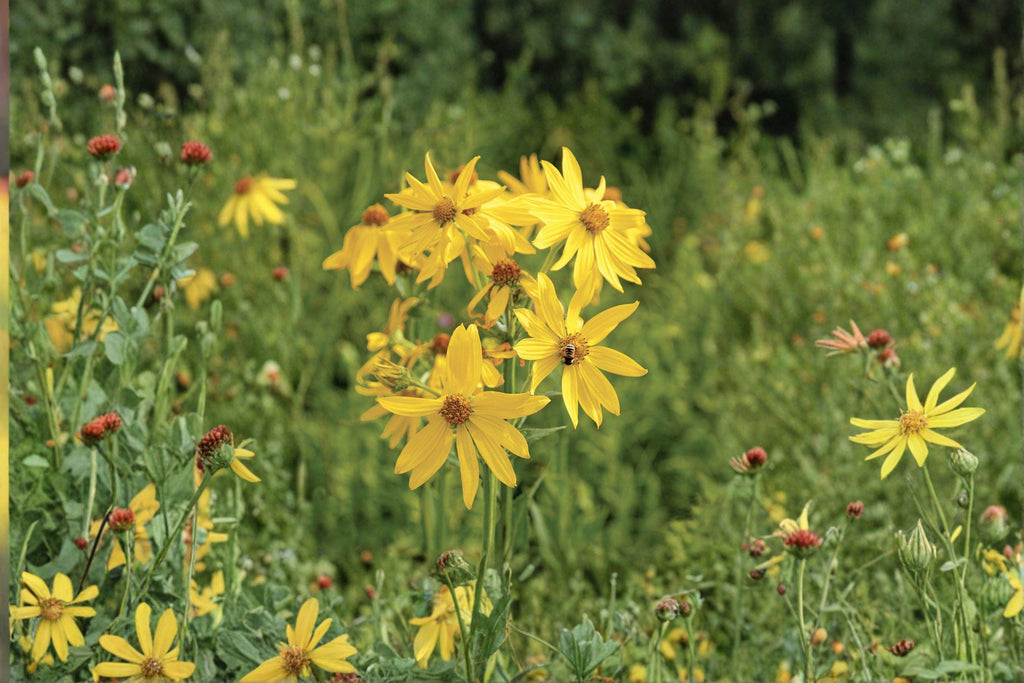 Yellow Crownbeard – Verbesina helianthoides | Native Perennial Wildflower | Bright Yellow Blooms (30 Seeds)
