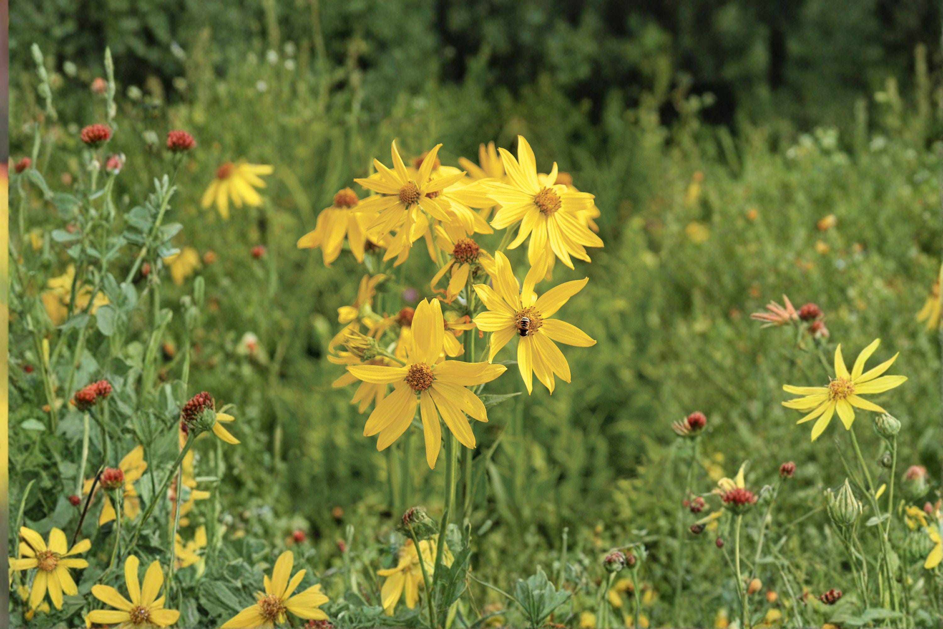 Yellow Crownbeard – Verbesina helianthoides | Native Perennial Wildflower | Bright Yellow Blooms (30 Seeds)