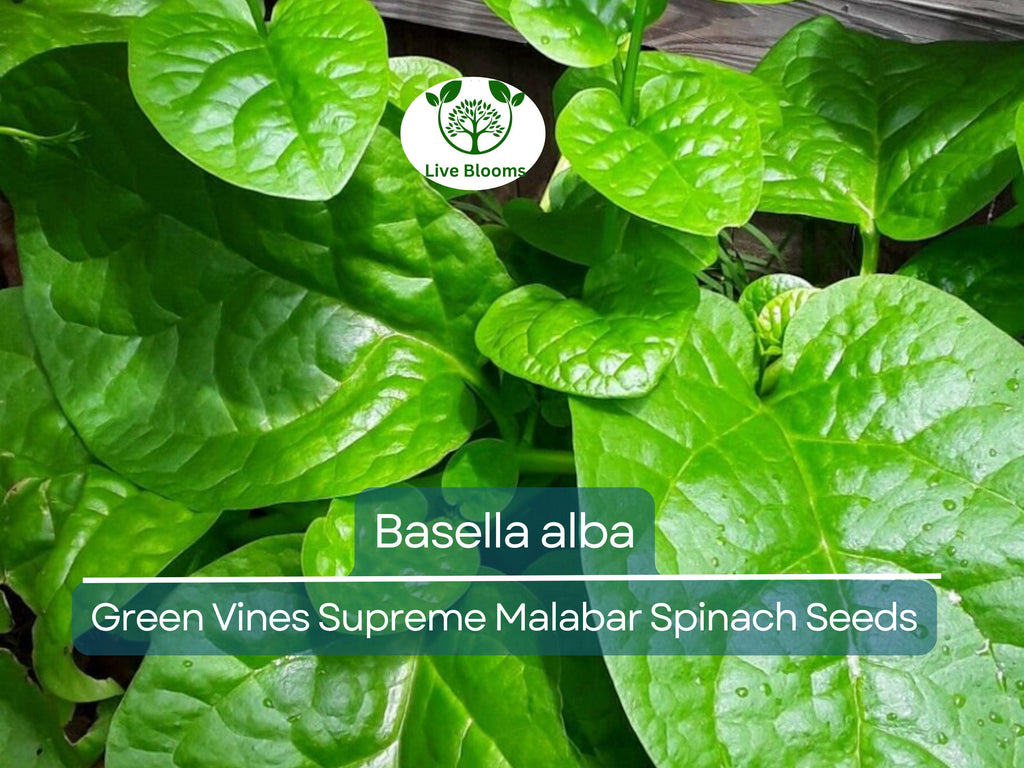 500 mg Seeds Malabar Spinach Green Vines – Basella alba | Heirloom Vegetable for Planting, Lush Growth & Nutritious Harvests