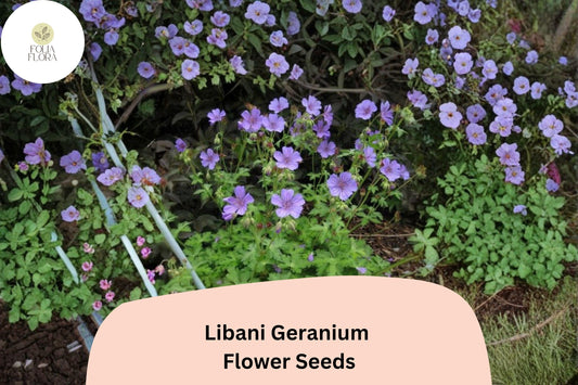 25+ Libani Geranium Seeds for Garden Planting – Purple Flowers, Hardy Perennial