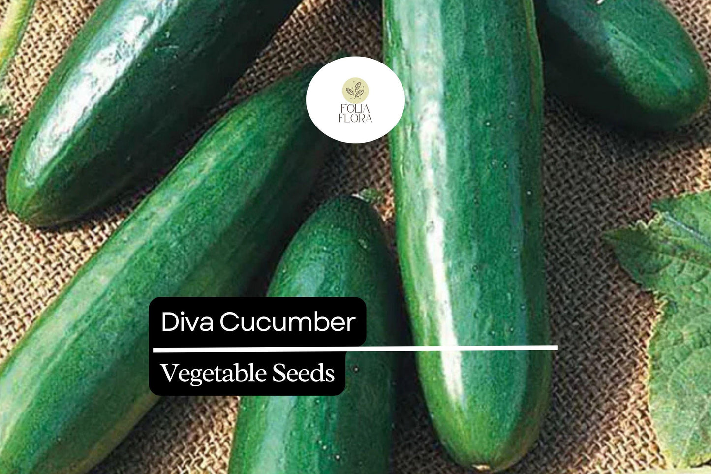 20 Seeds Diva Cucumber (Cucumis sativus) – Sweet, Crisp, and Burpless Variety