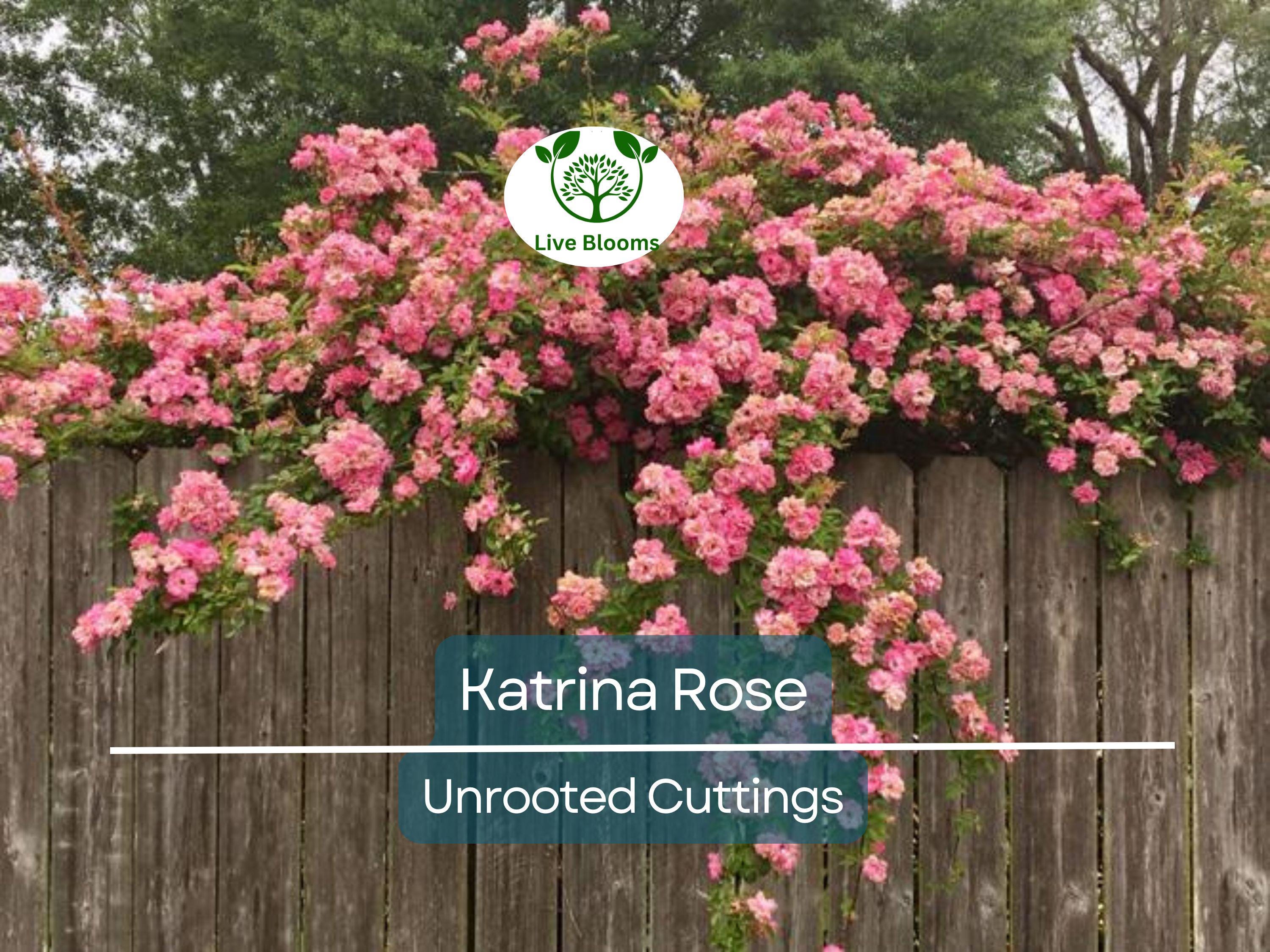 5 Peggy Martin Rose Cuttings - Katrina Rose Unrooted 7-8” | Hardy Climbing, Rose of Katrina