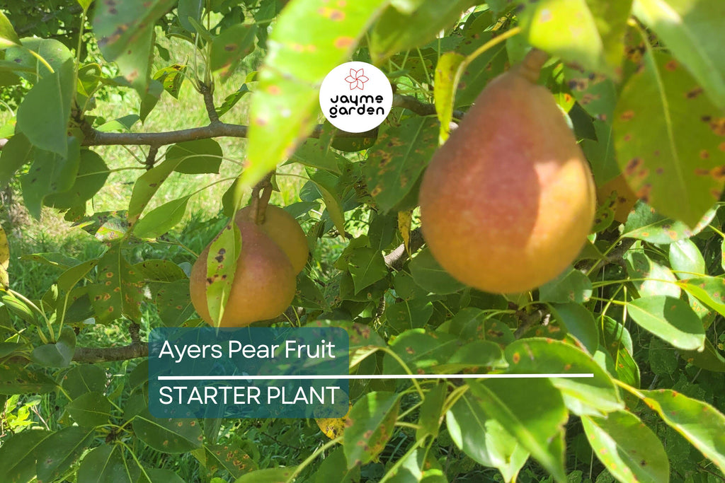 Ayers Pear Tree 12-18” Bare-Root | Heirloom Fruit Tree | Sweet Dessert Pears | Hardy & Disease-Resistant
