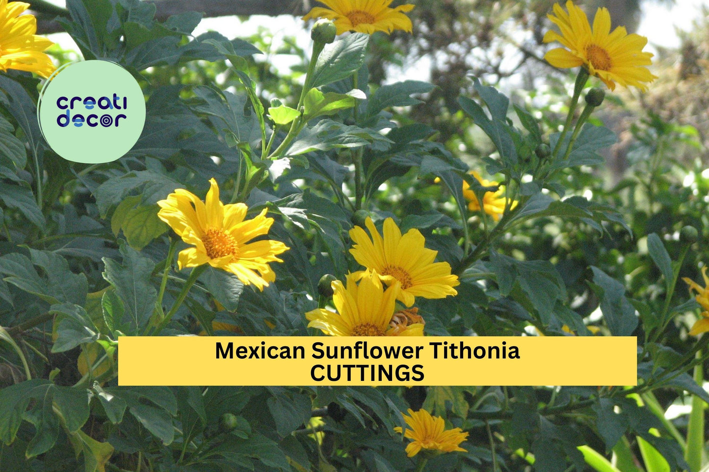 10 Mexican Sunflower Cuttings | Tithonia Diversifolia Starter Plants | Organic Perennial Blooms for Gardens and Landscapes
