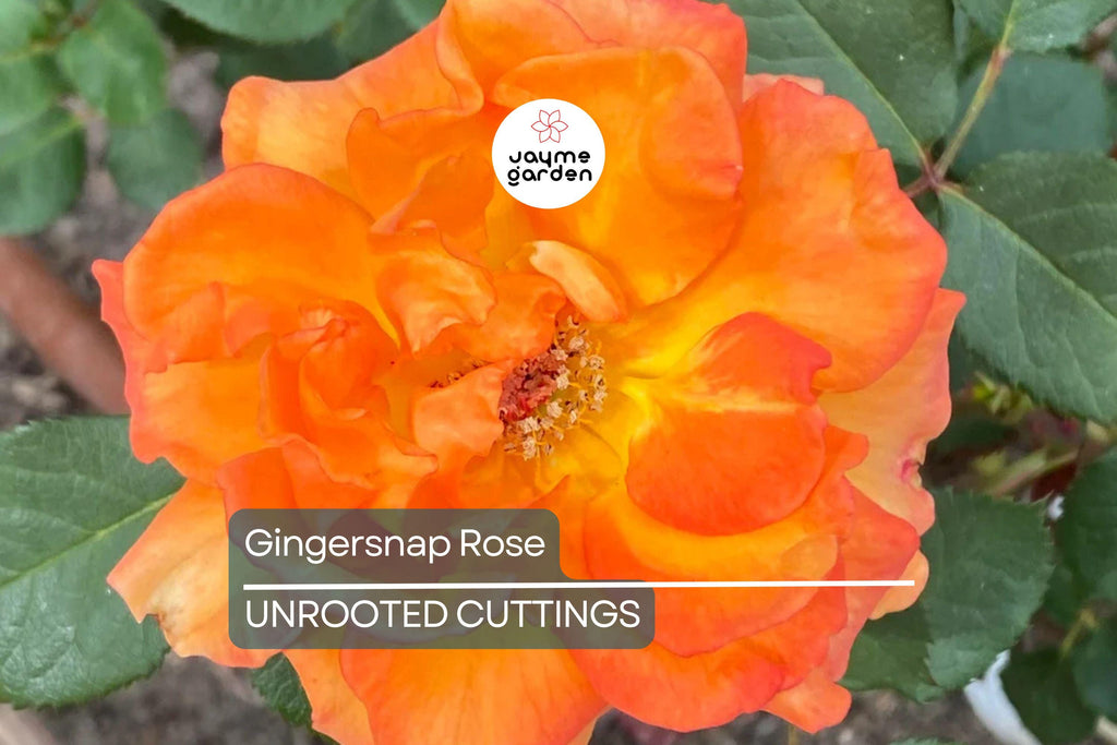 Gingersnap Rose 1.5 Gal Potted - Bright Orange Reblooming Floribunda with Light Fragrance