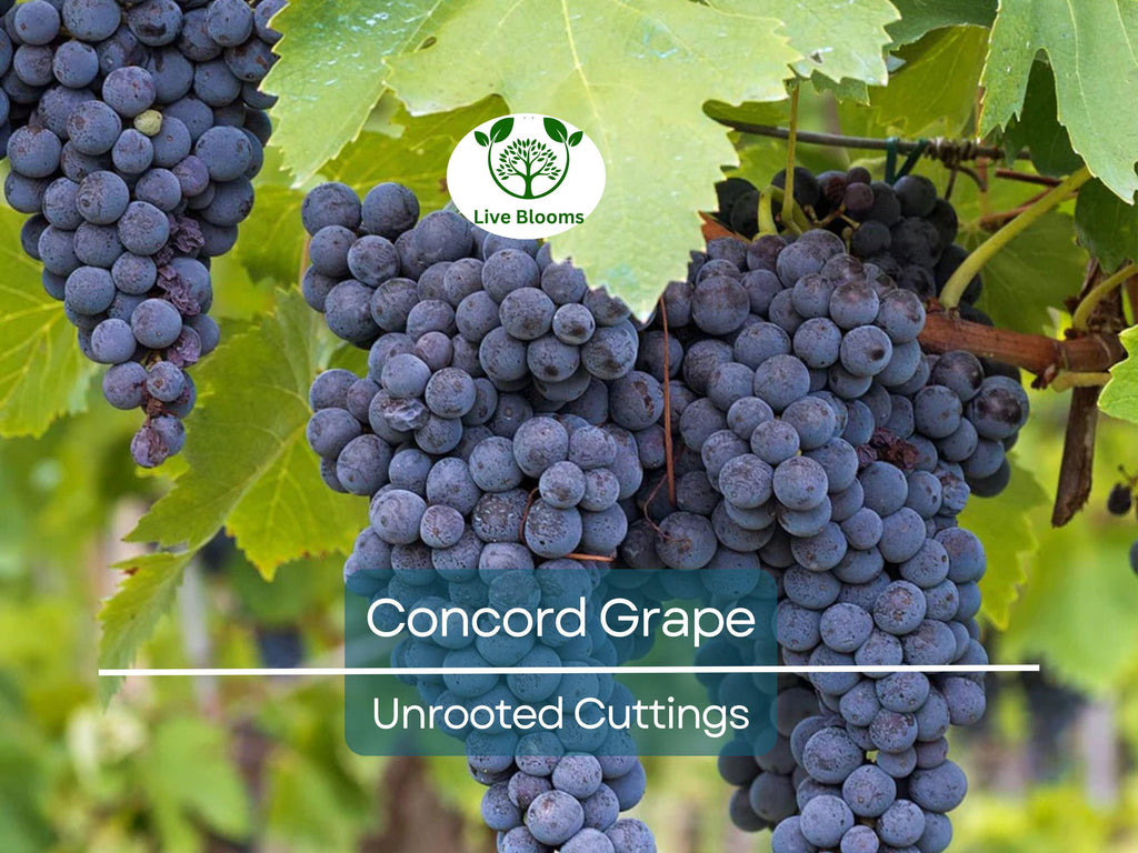 12 Unrooted Concord Grape (With Seeds) Cuttings 6-8" Organic, Vigorous Grower, Perfect for DIY Vineyards, Home Garden, Organic Fruit Growing