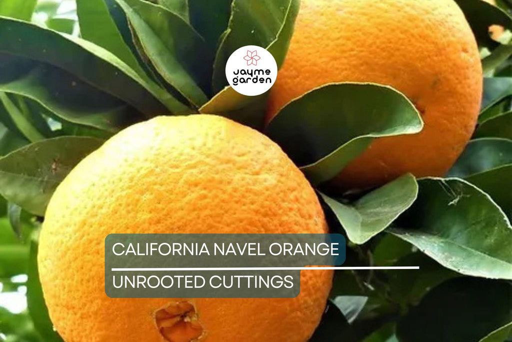 California Navel Orange Cuttings | 5 Pieces | Grow Your Own Fruit Tree | Healthy, Fresh Cuttings | Perfect for Backyard Garden