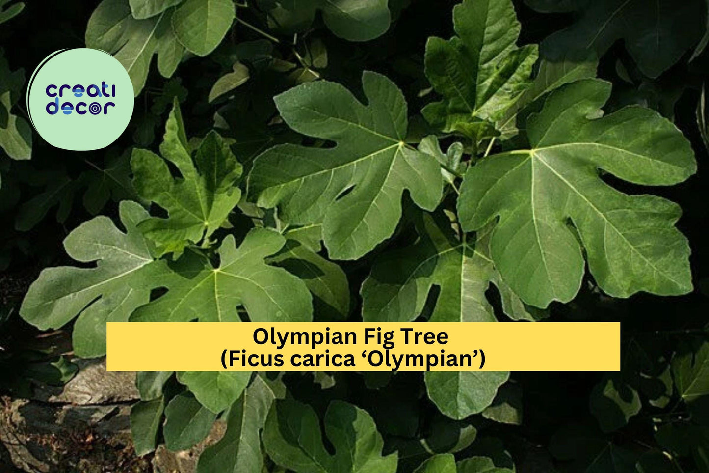 Olympian Fig Tree – Ficus carica ‘Olympian’ – Hardy Fruiting Fig Tree – Live Plant or Bare Root for Garden or Patio