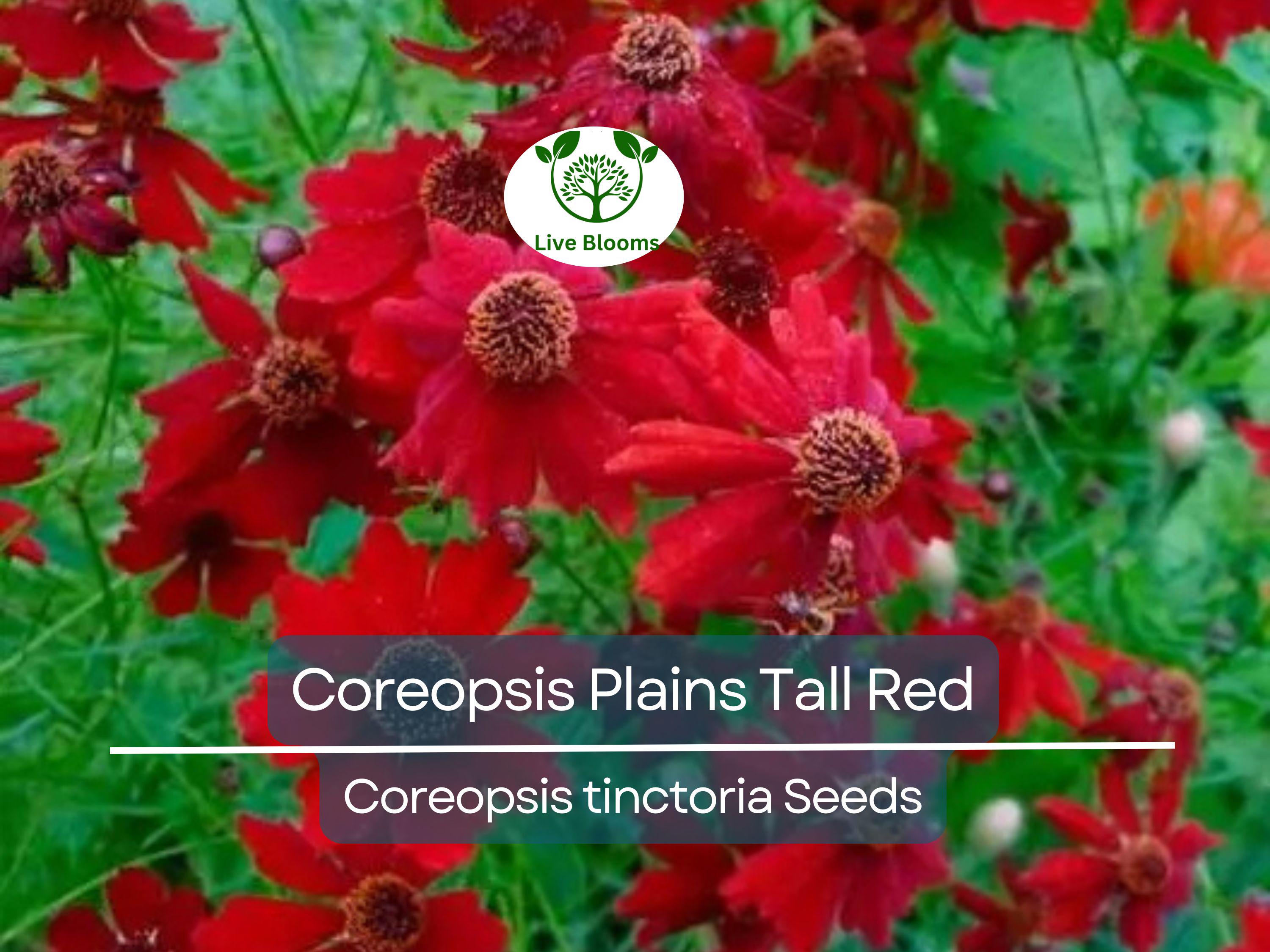 500 Seeds Coreopsis ‘Plains Tall Red’ – Coreopsis tinctoria – Non-GMO Heirloom Wildflower – Pollinator Favorite, Easy to Grow