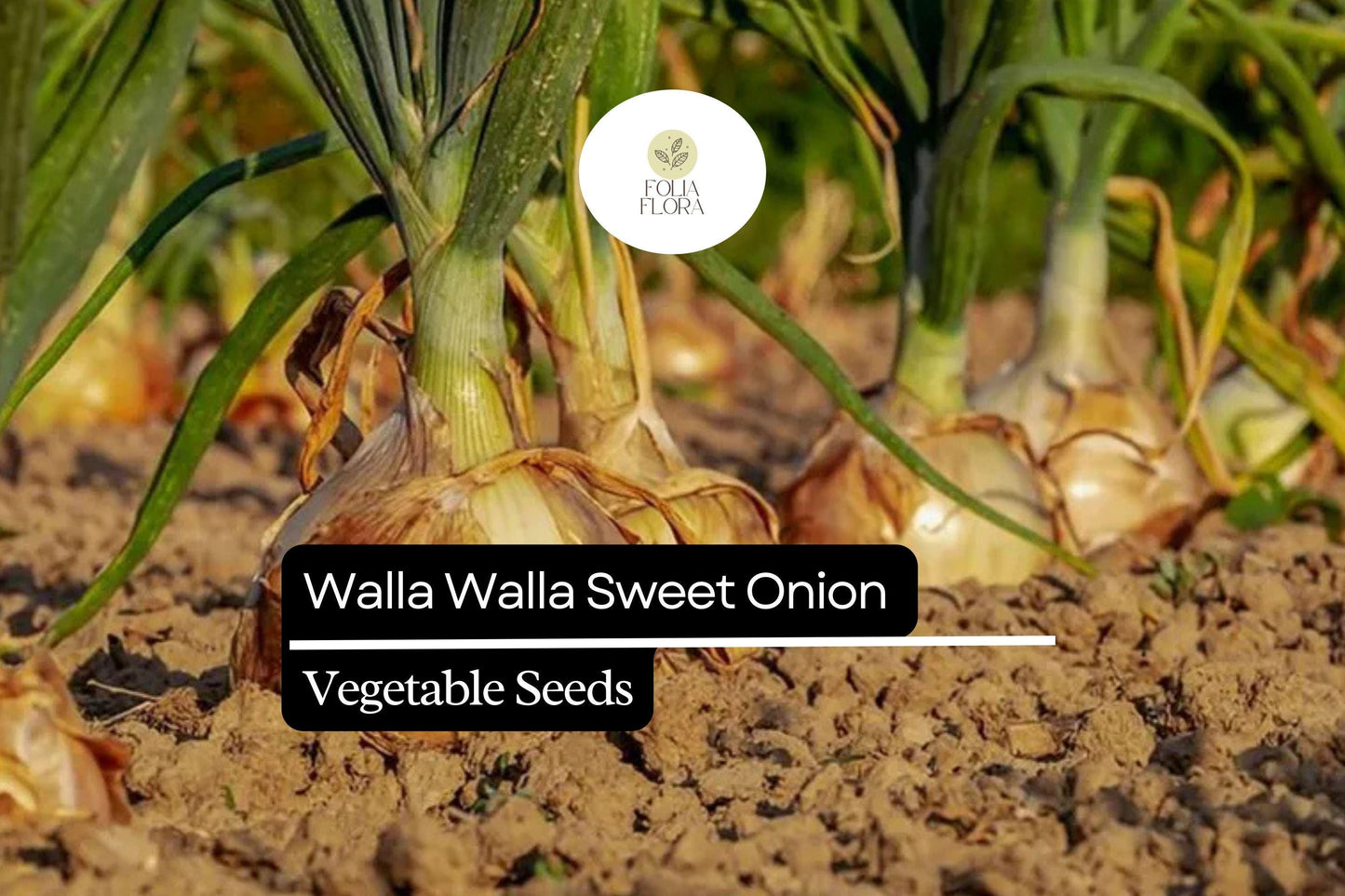 100 Seeds Walla Walla Sweet Onion – Allium cepa, Large Mild Onions, Garden Favorite