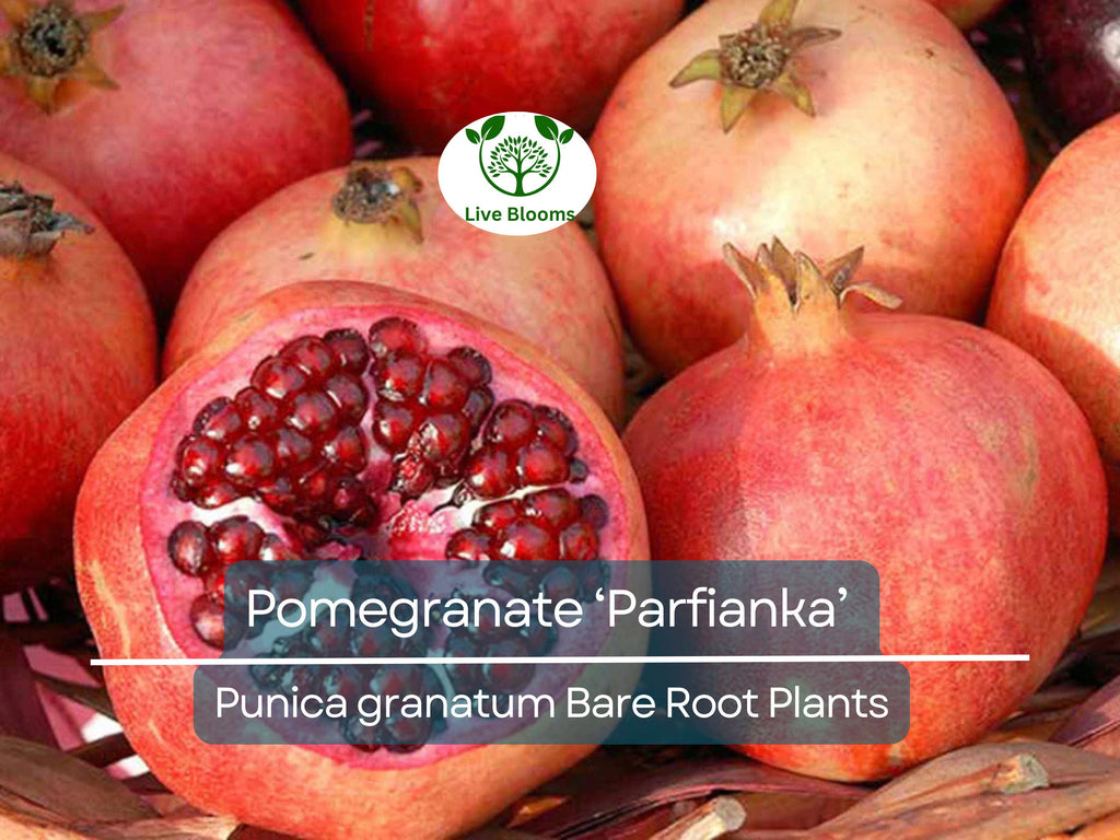 1 Parfianka Pomegranate Tree – Live Bare Root Plant (7") – Sweet-Tart Fruit Variety – Cold Hardy & Productive – Zones 7–10
