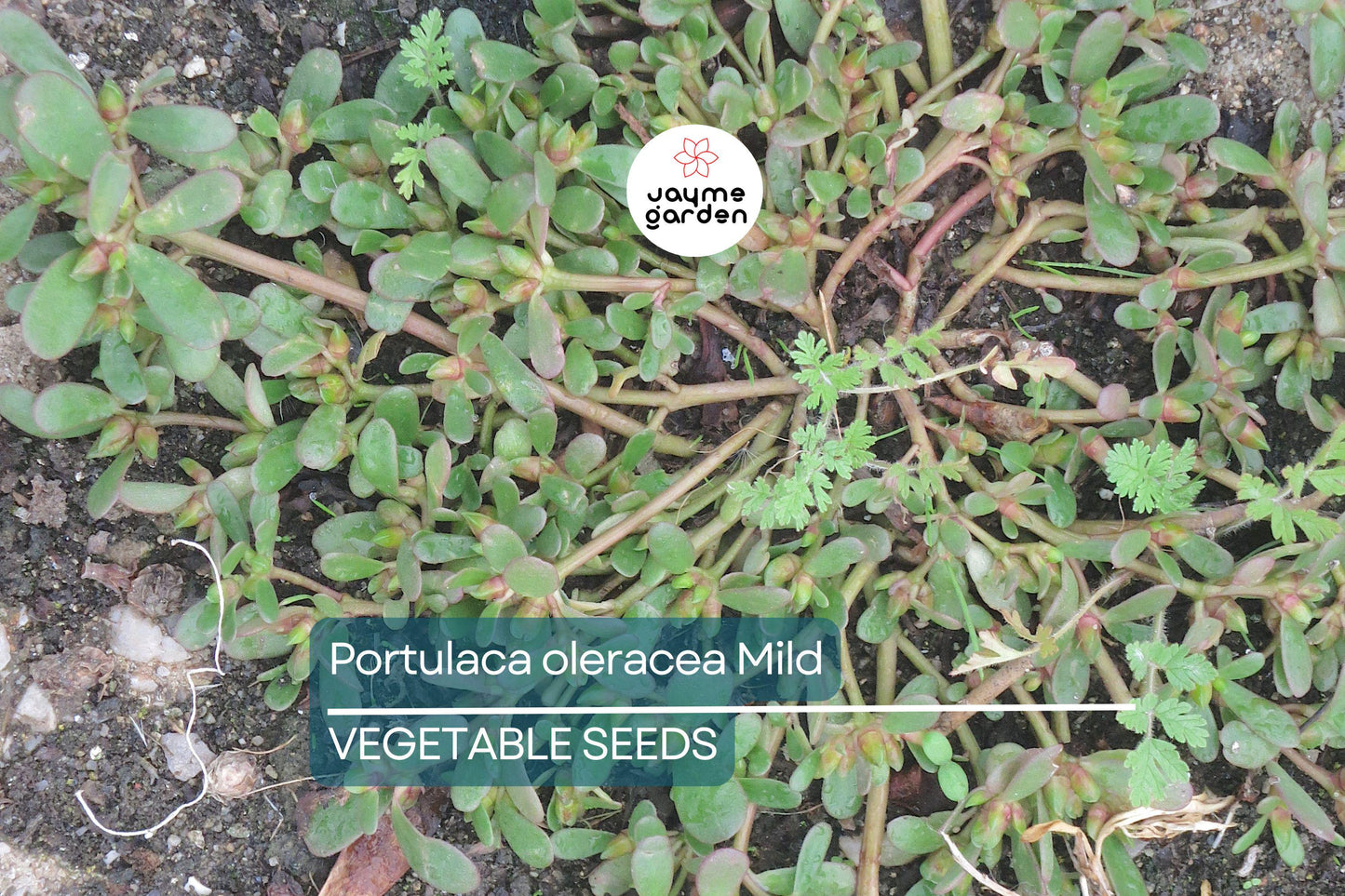 2000 Red Purslane Seeds - Edible Succulent - Portulaca oleracea - Verdolaga - Mild Spinach Flavor - Nutritious Herb - Free Shipping