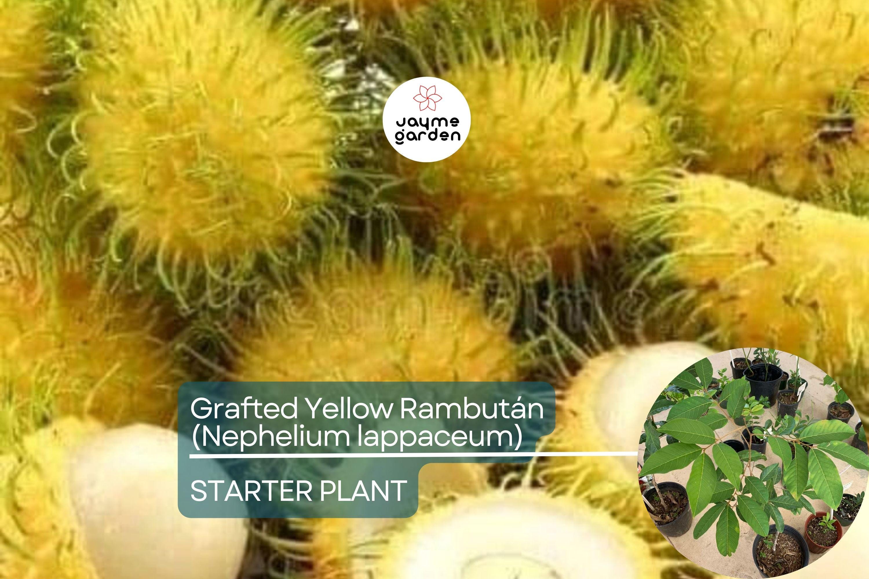 1 Grafted Yellow Rambutan (Nephelium lappaceum) Exotic Tropical Fruit Tree 24”-36” | Sweet Golden Rambutan Starter Plant