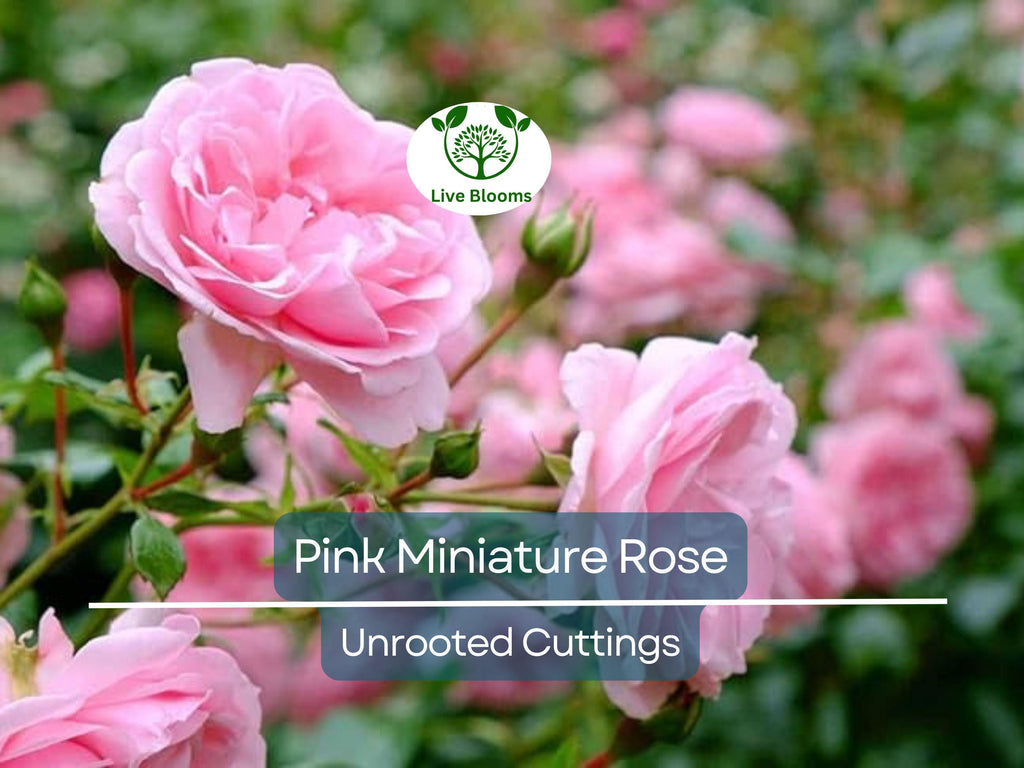 15 Organic Pink Miniature Rose Unrooted Cuttings - 6" for Grafting or Rooting, Rosa 'Fairy', Organic, Perfect for Garden or Pot