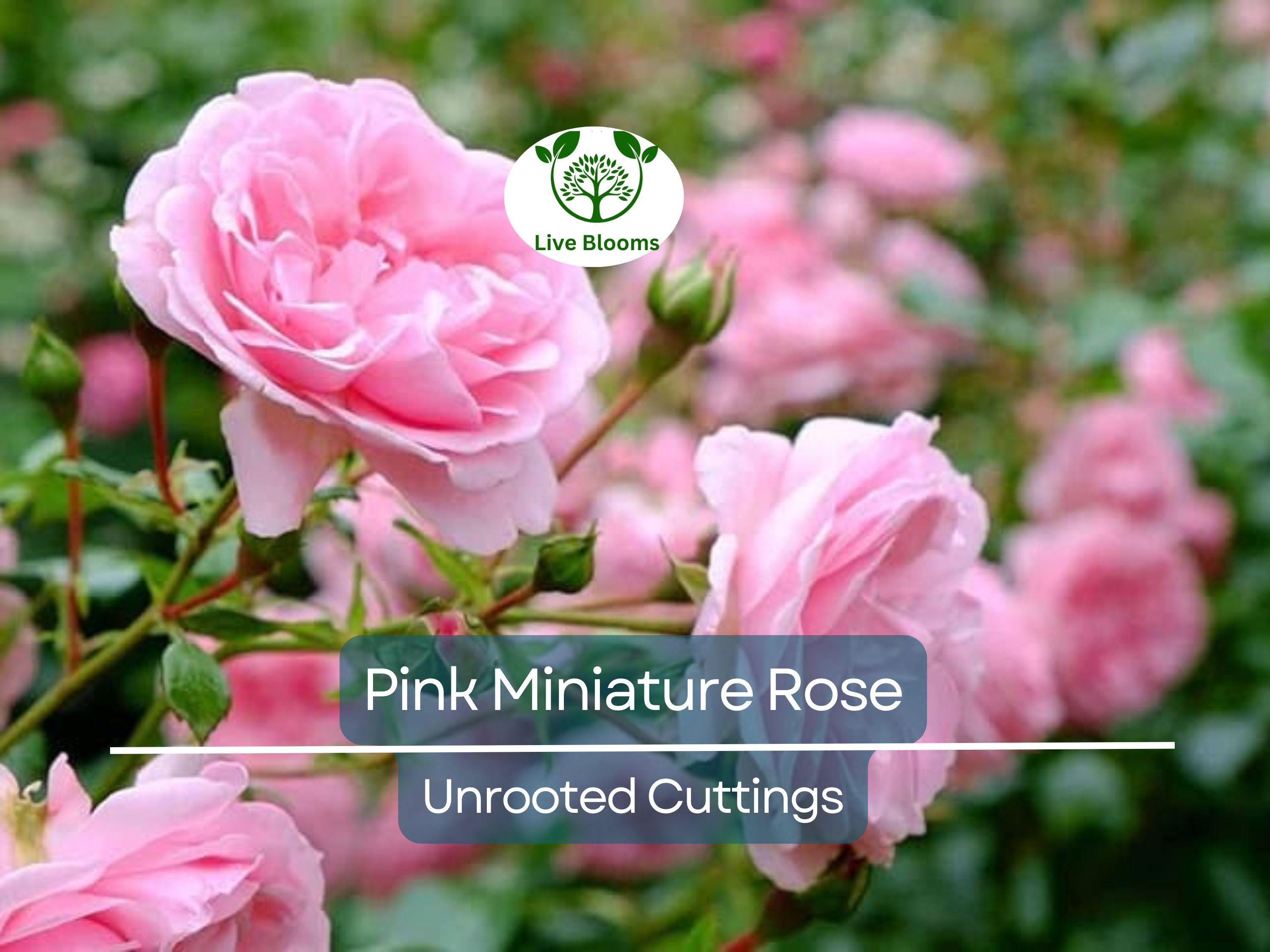 15 Organic Pink Miniature Rose Unrooted Cuttings - 6" for Grafting or Rooting, Rosa 'Fairy', Organic, Perfect for Garden or Pot