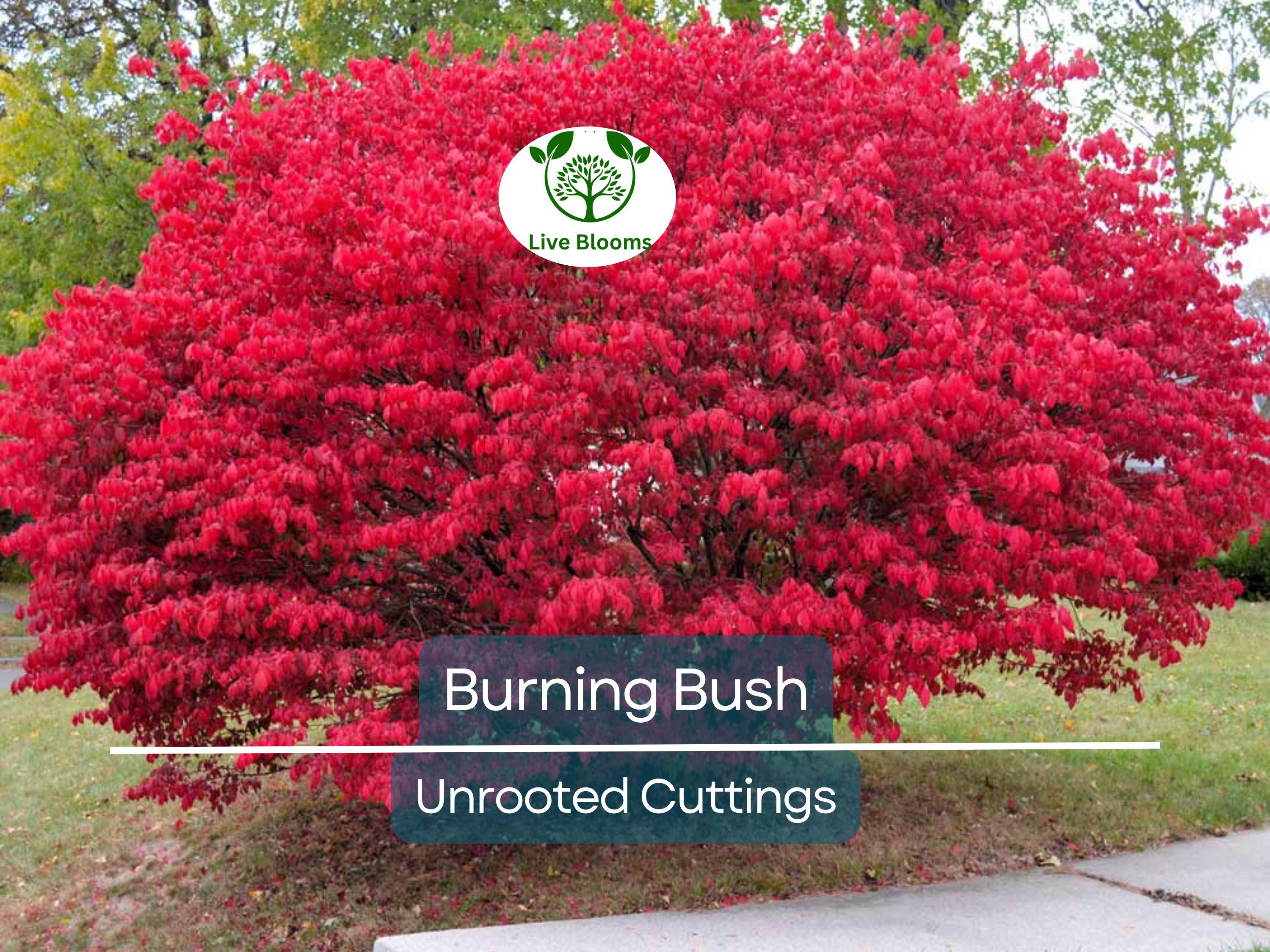 12 Burning Bush Unrooted Cuttings (Euonymus alatus) 6-8" | Dwarf Burning Bush, Ornamental Shrub for Landscaping