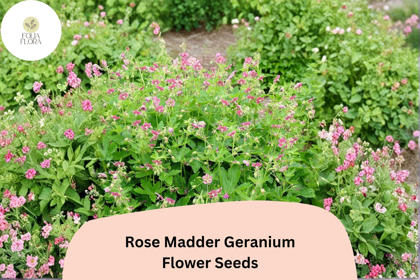 25+ Rose Madder Geranium Seeds | Pink Cranesbill | Geranium sanguineum Rose Madder Seeds for Garden Borders & Containers