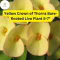 1 Euphorbia milii - Yellow Crown of Thorns Bare-Rooted Live Plant 5-7" - Big Flowers, Drought-Tolerant