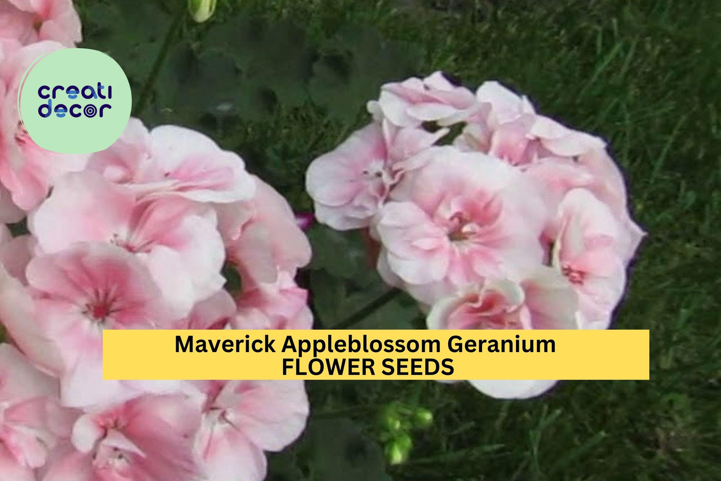 25+ Maverick Appleblossom Geranium Seeds – Soft Pink & White Blooms for Garden Planting, Bedding Container Gardens – USA