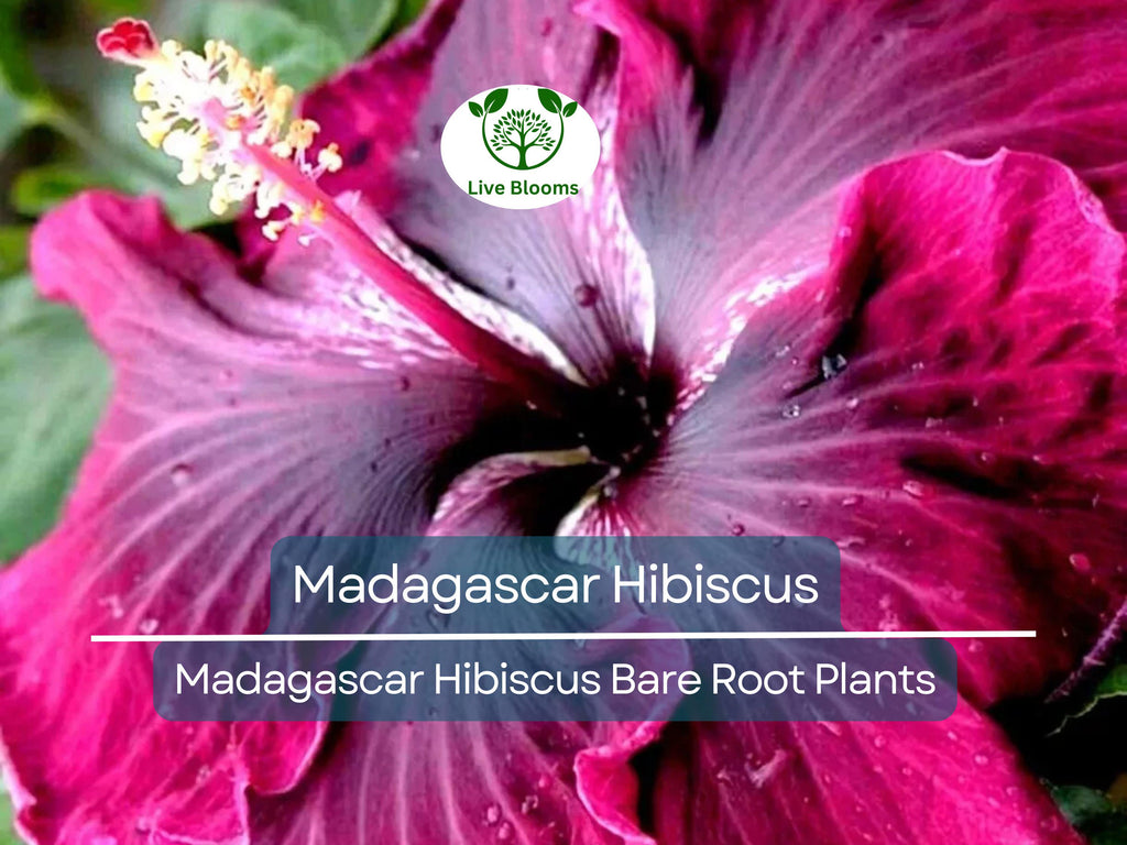 1 Madagascar Hibiscus – Live Bare Root Starter Plant (3–5") – Hibiscus moscheutos Mallow – Hardy Tropical-Looking Perennial