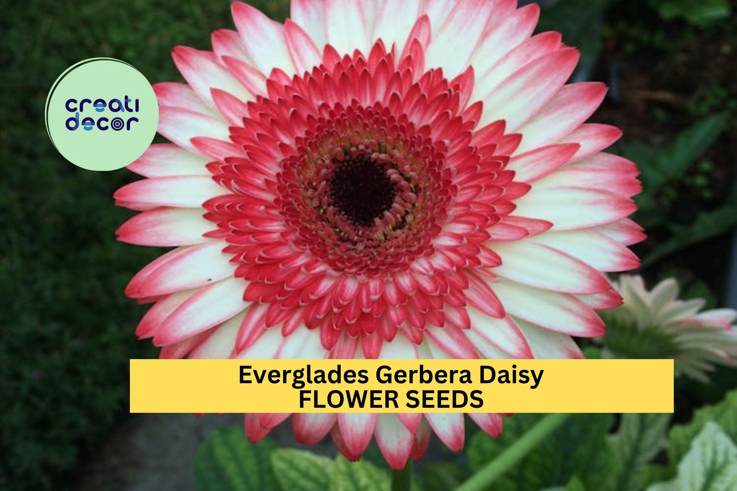 200+ Everglades Gerbera Daisy Seeds – Bright Pink-Purple Blooms for Garden Planting, Long-Stemmed Summer Annuals – USA