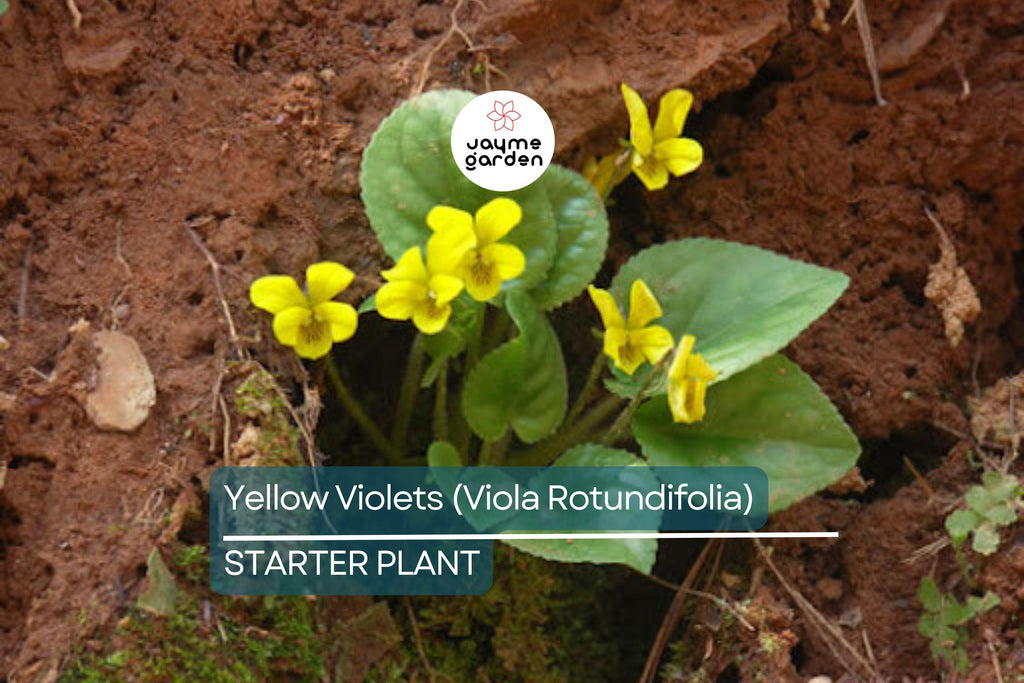 Yellow Violets (Viola Rotundifolia) | Bare-Root Starter Plants - Heart-Shaped Leaves & Yellow Flowers - 4–24" Growth