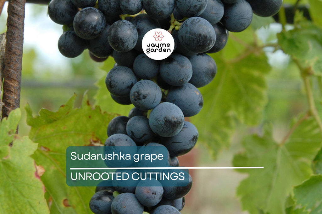 Sudarushka Grape Cuttings | 2 Hardwood Cuttings | Imported from Ukraine | Easy to Root | Early Ripening, Sweet Juicy Berries