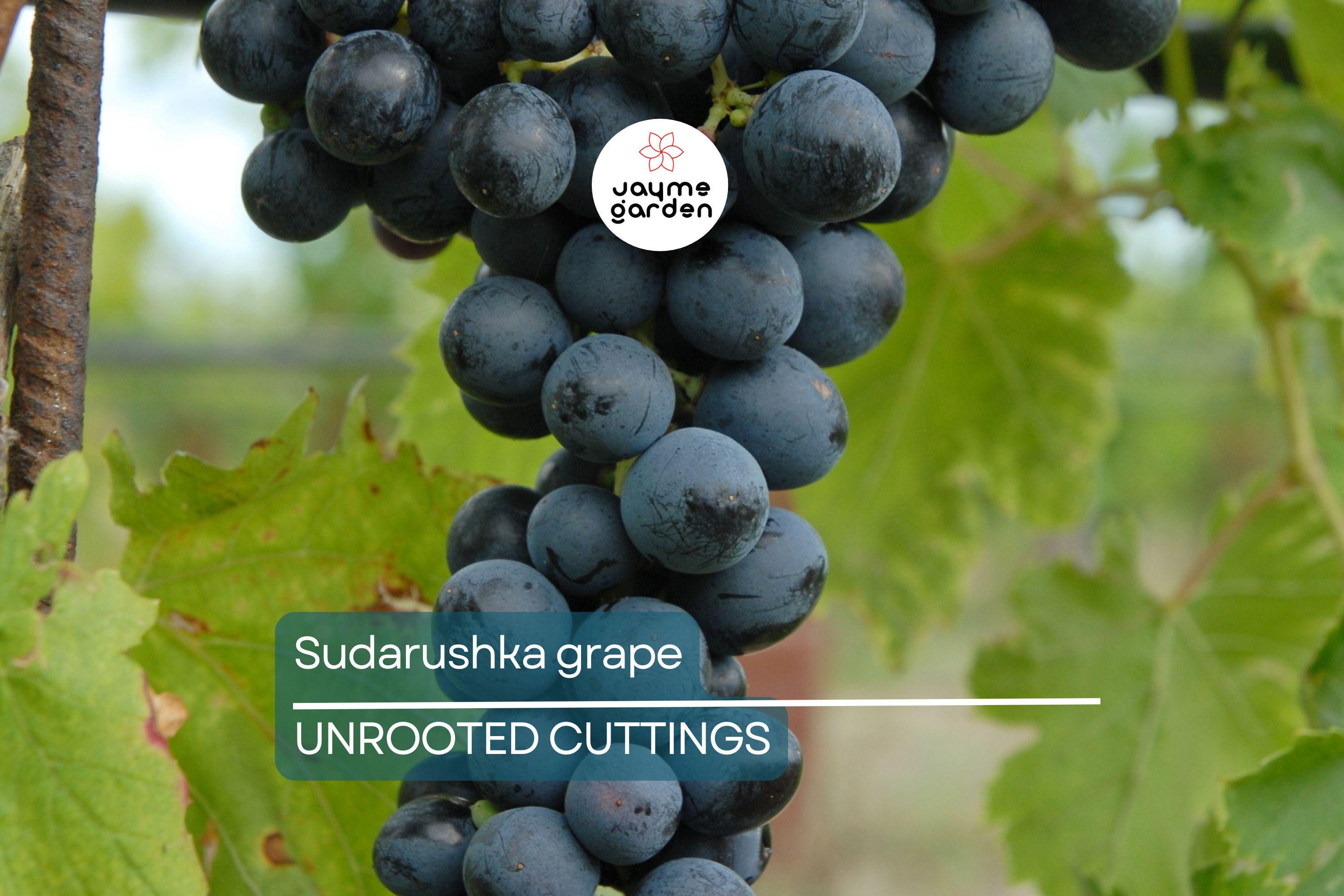 Sudarushka Grape Cuttings | 2 Hardwood Cuttings | Imported from Ukraine | Easy to Root | Early Ripening, Sweet Juicy Berries