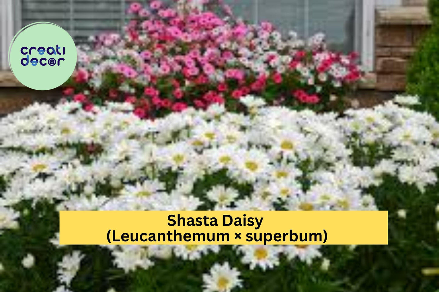 Shasta Daisy Plants – Leucanthemum × superbum – Set of 5 Bare Root Perennials, Summer White Blooms for Garden Borders