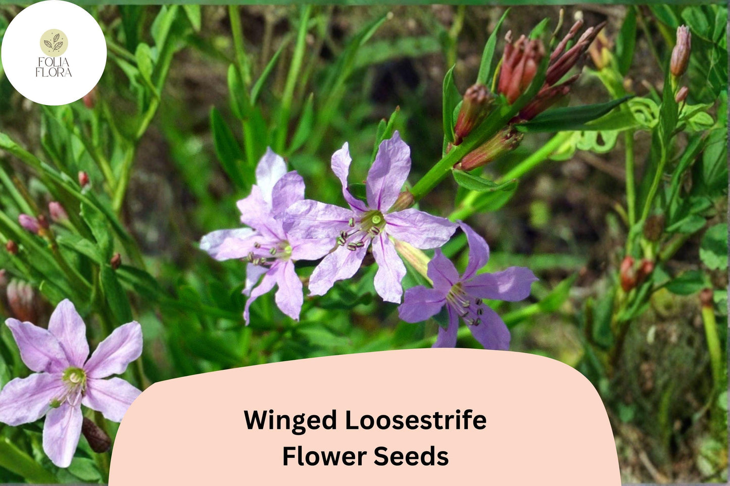 3000 Winged Loosestrife Seeds for Planting | Lythrum alatum | Native Wildflower with Purple Blooms
