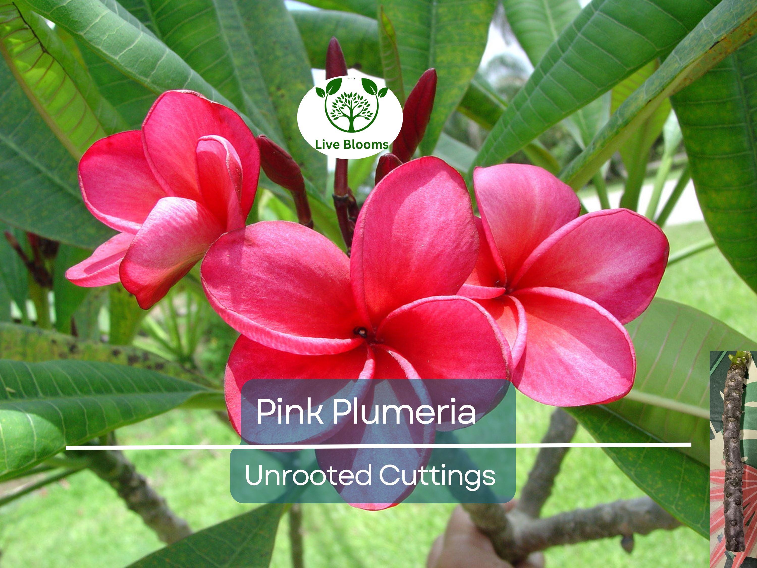 1 Pink Plumeria Cutting - Unrooted, 10" Frangipani, Tropical Flower Starter, Plumeria Rubra, Fresh Single Head Cutting, Rare Exotic Garden