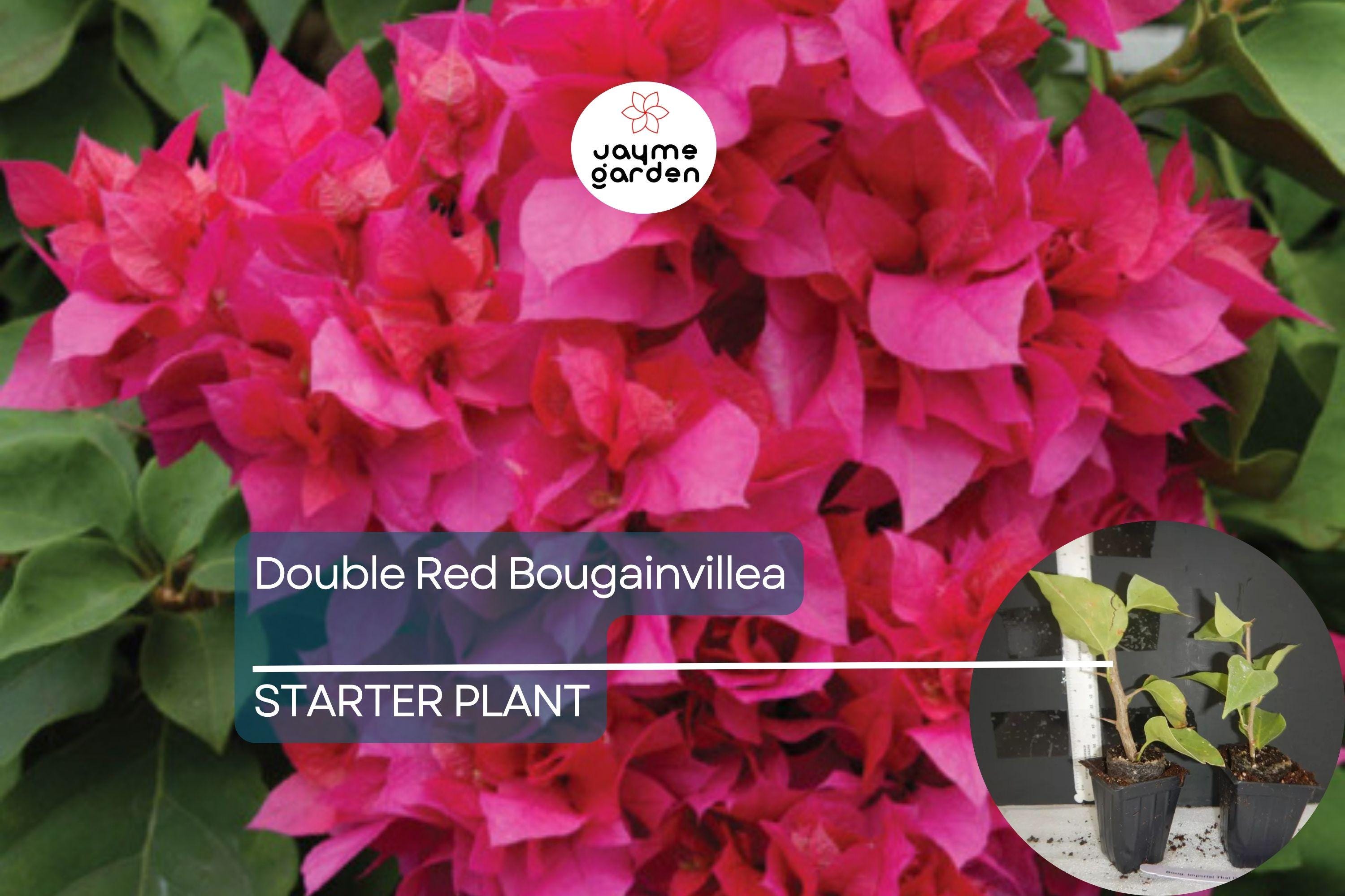 1 Double Red Bougainvillea | Live Starter Plant | Rare & Hard to Find | Well-Rooted | USA Grown | Hardy for Outdoor Gardens