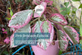 Pink Brocade Episcia Starter Plant | Rare Variegated Flame Violet | Live Houseplant in 2" Pot | Trailing Indoor Beauty