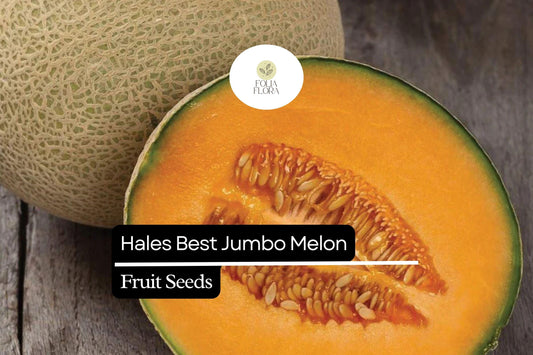 20 Seeds Hales Best Jumbo Cantaloupe, Cucumis Melo, Sweet & Juicy Melon