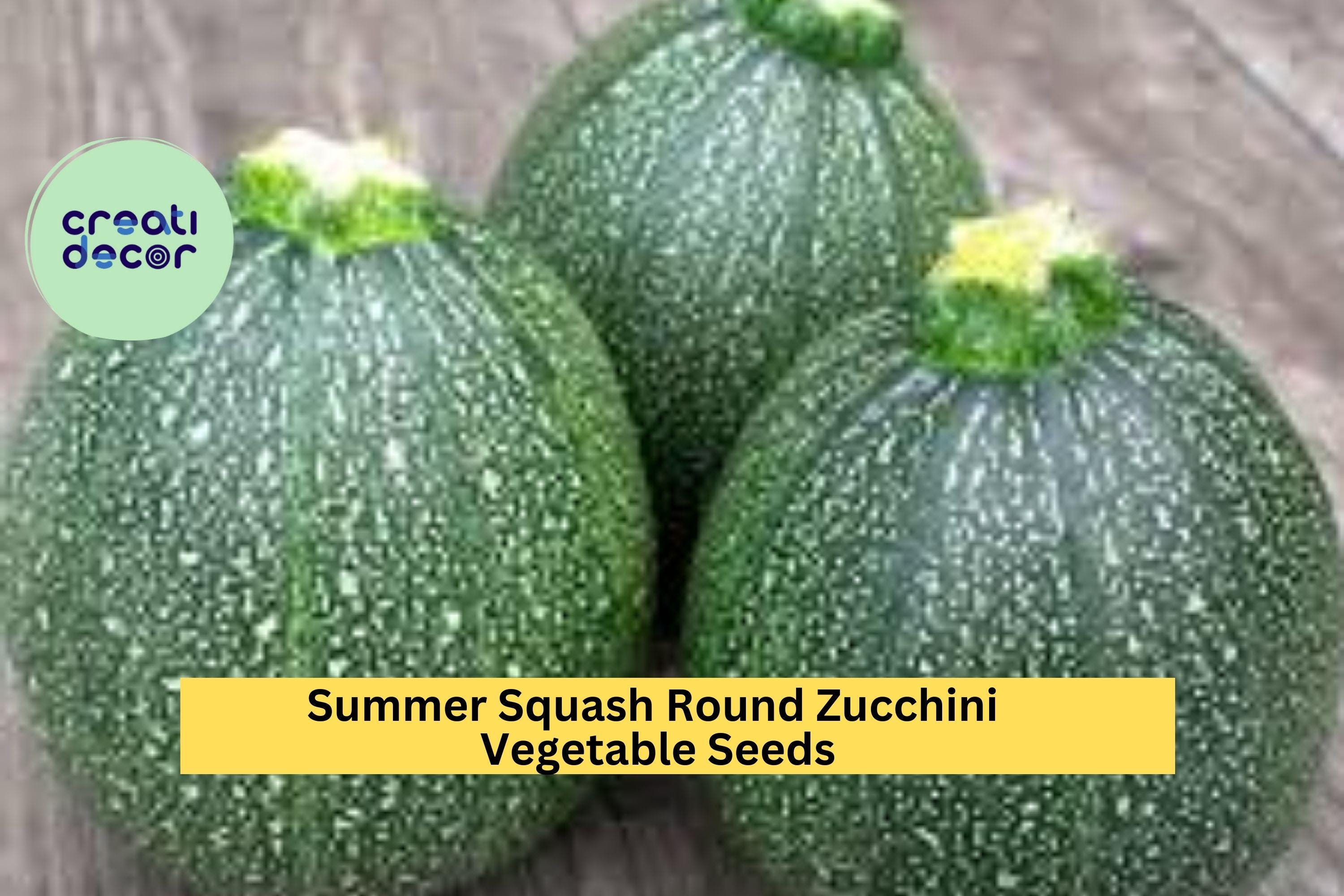 3pcs of 1g Round Zucchini Seeds – Summer Squash for Grilling, Roasting, and Stuffing, Easy to Grow in Any Garden Seeds for Planting