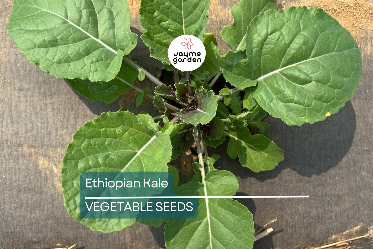 1,000 Ethiopian Kale Seeds - Brassica Carinata | Heirloom Non-GMO | Abyssinian Mustard | Nutritious Leafy Green | Free Shipping