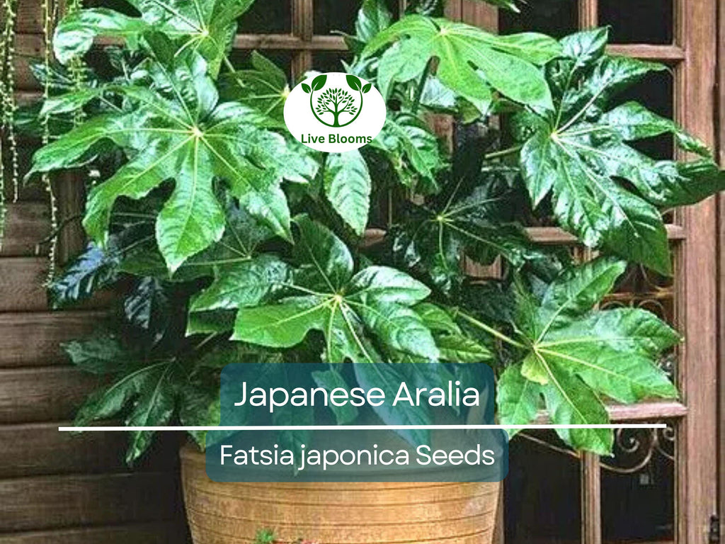 20 Japanese Aralia Seeds | Fatsia japonica, Indoor Potted or Border Plant, Evergreen Shrub, Non-GMO, Low-Light Houseplant for Home & Garden