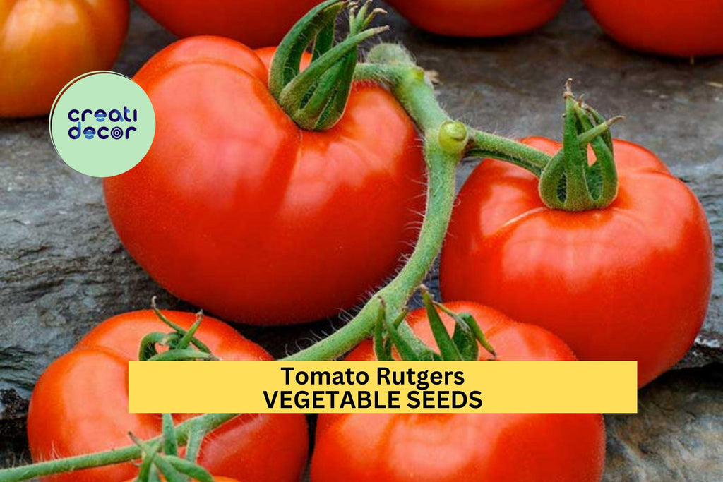 3pcs of 100mg Tomato Rutgers Seeds – Classic Heirloom Tomato Seeds for Planting – Juicy Red Tomatoes for Home Garden and Containers