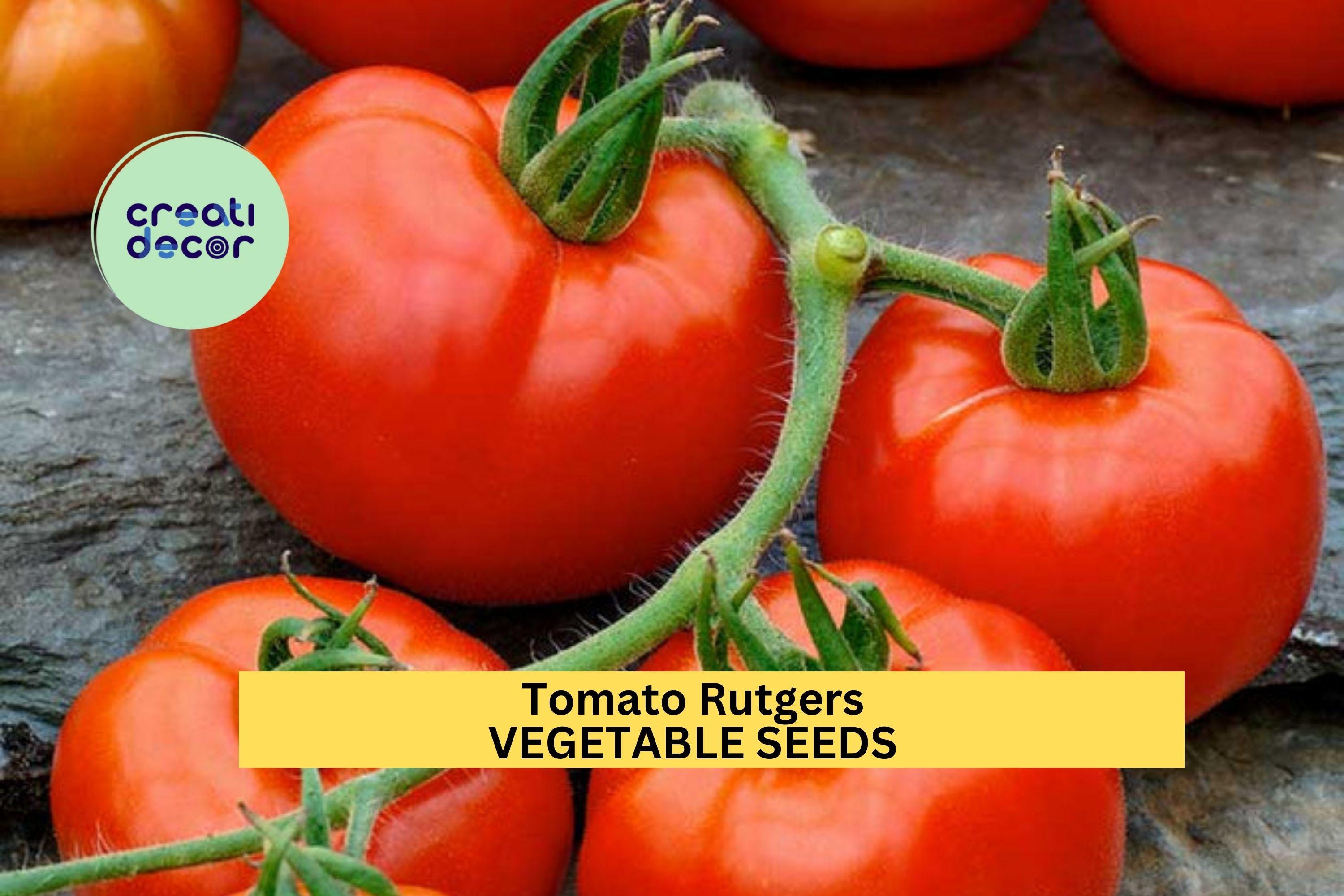 3pcs of 100mg Tomato Rutgers Seeds – Classic Heirloom Tomato Seeds for Planting – Juicy Red Tomatoes for Home Garden and Containers